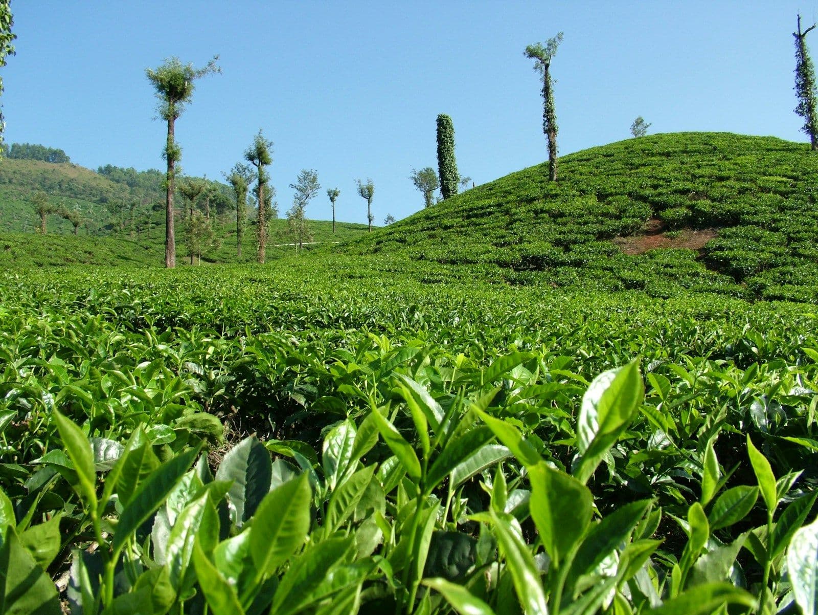 Tea bushes on a green hillside plantation