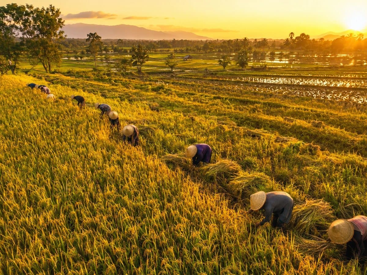 Farmers harvesting rice in golden fields at sunset
